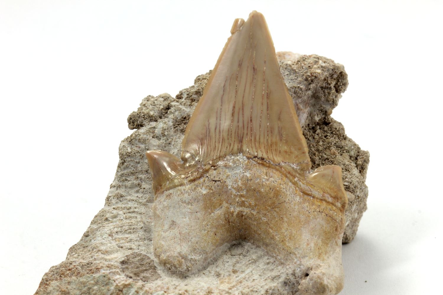 Dent de requin fossile Dent de requin dans un niveau phosphaté    